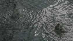 Bengt Lerken